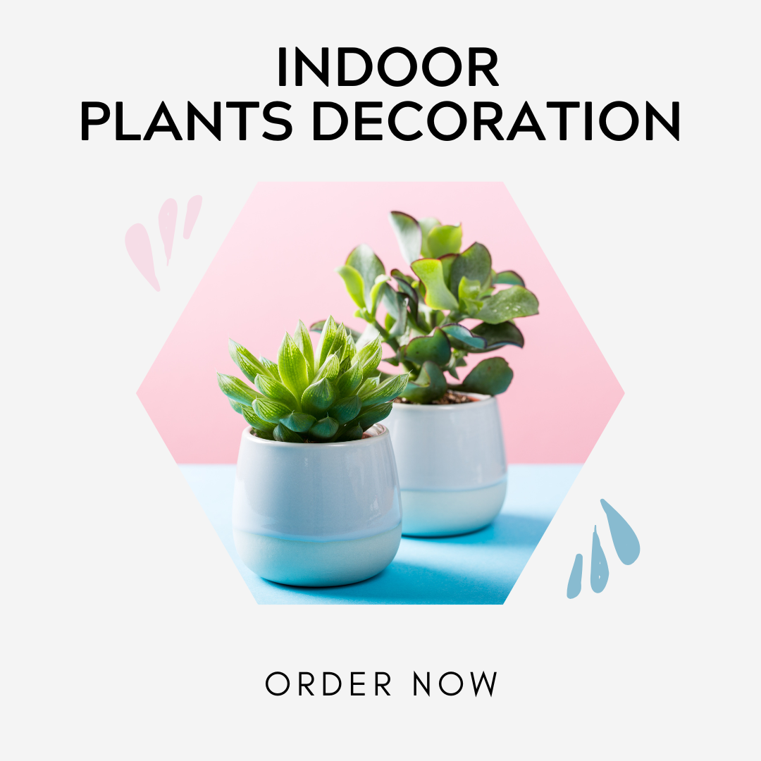 InDoor Plants